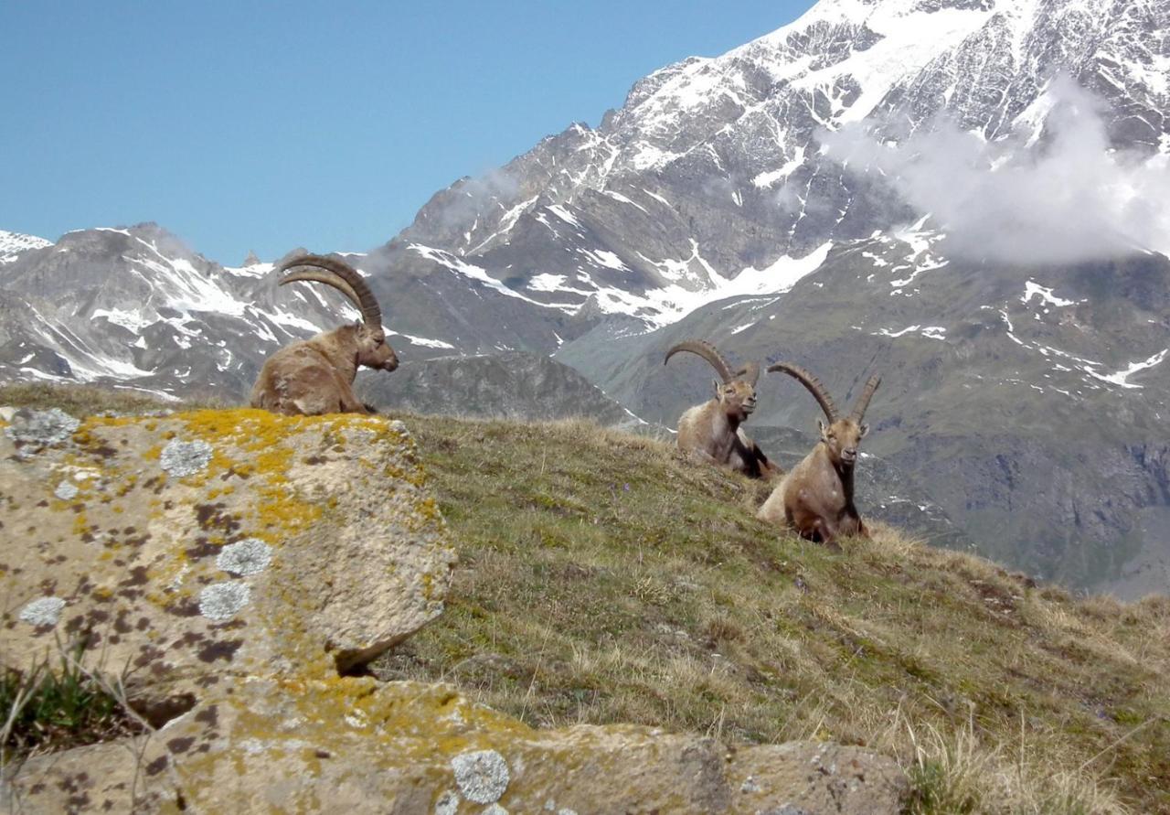 Charmant Studio Aux Pieds Des Pistes Vue Sur La Montagne Tignes Eksteriør bilde